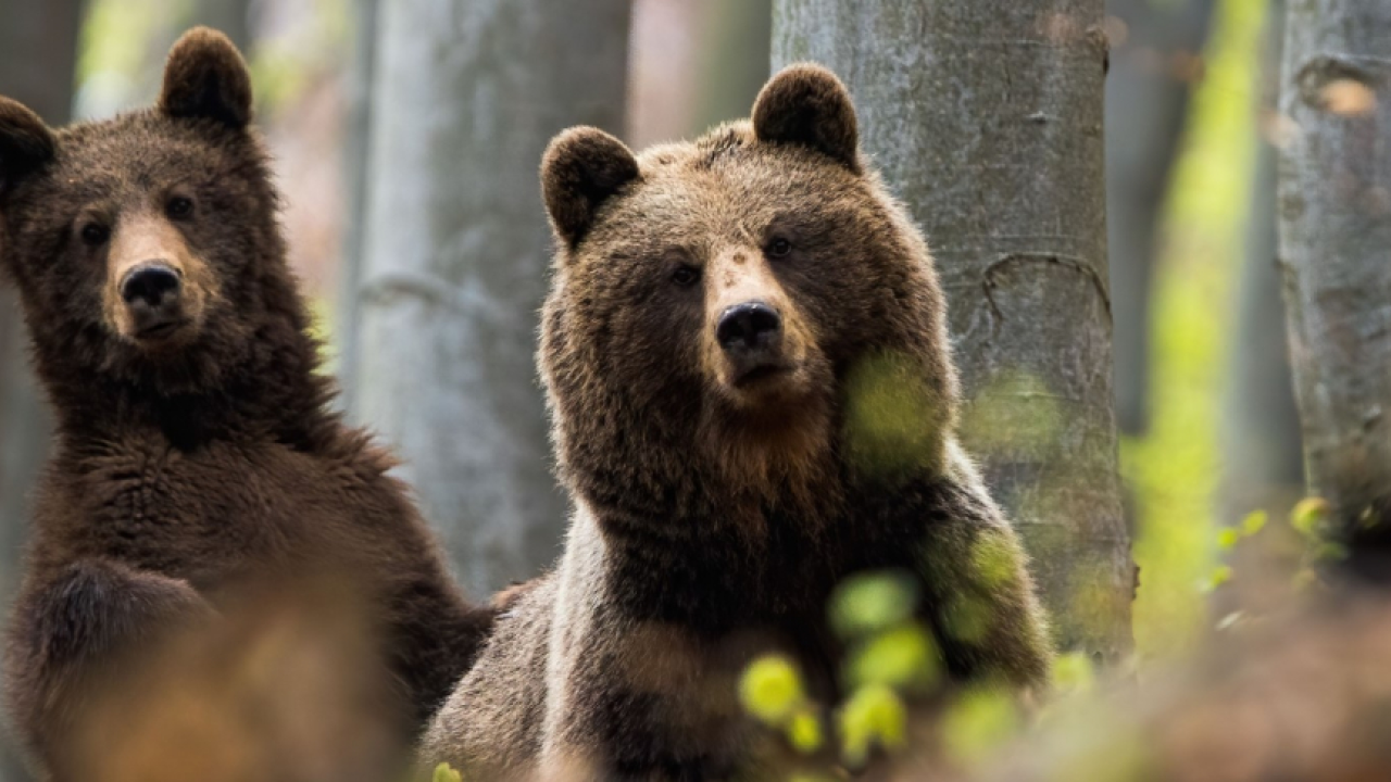Bear Right: apel inedit pentru un nou sanctuar al urșilor în România