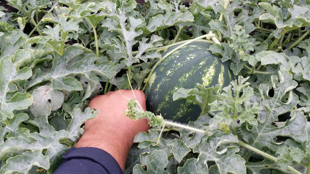 Un CAP cu cap. Miracolul din Gheorghe Doja