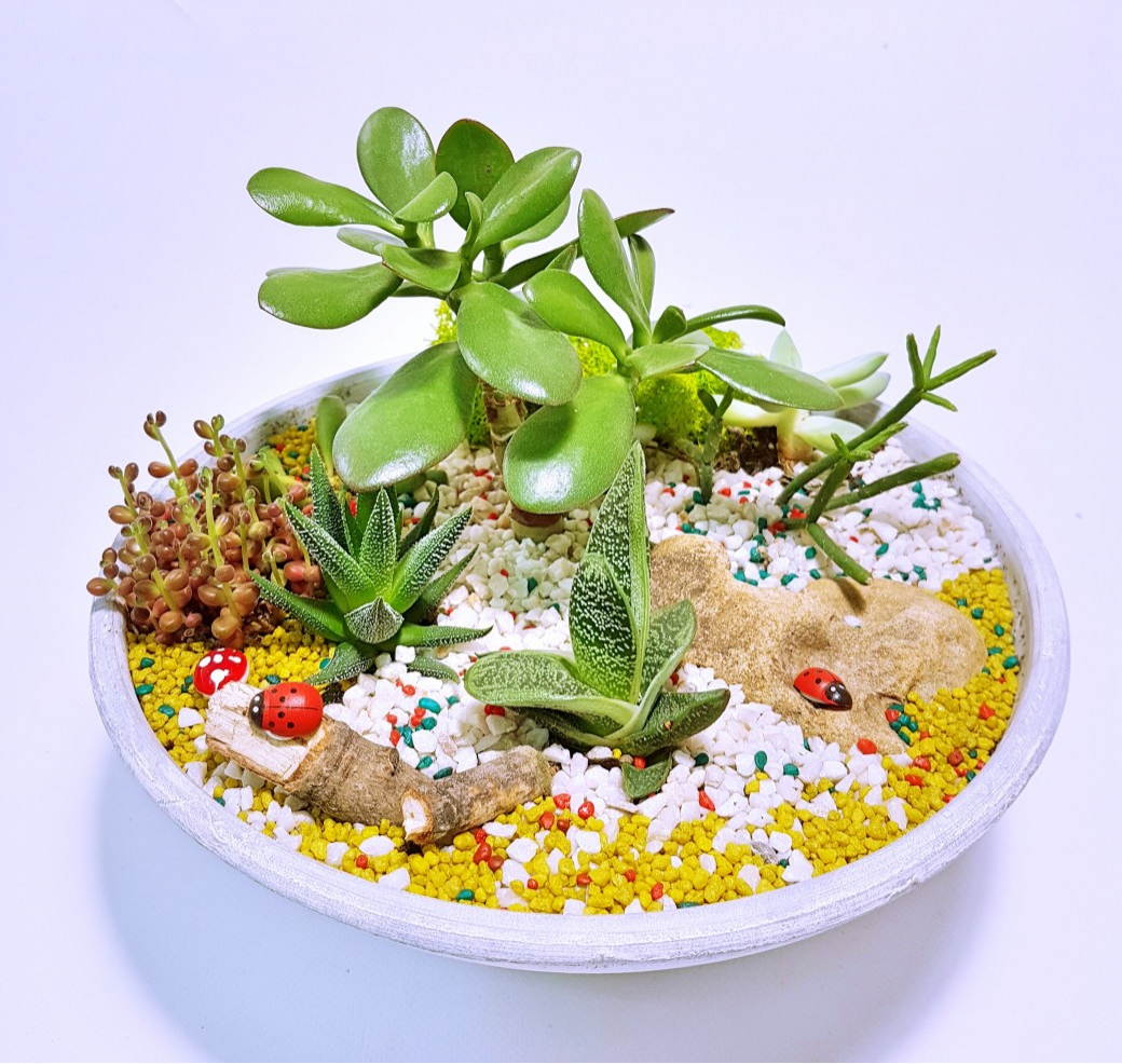 Cum poți construi o afacere profitabilă cu plante suculente