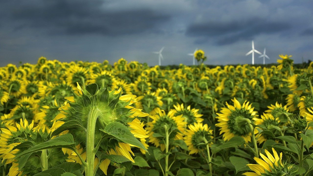 Commoditrader: Noi funcții și servicii în sprijinul agricultorilor