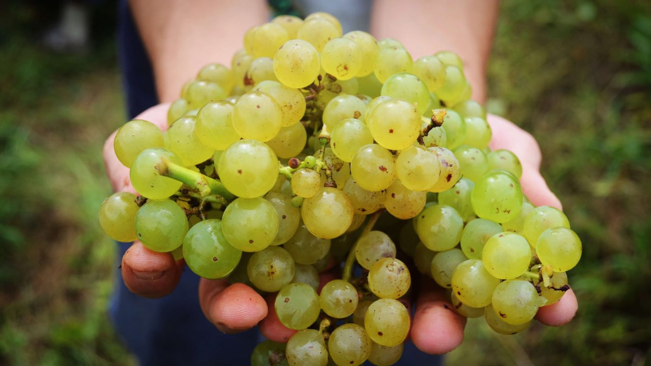 Vinurile săptămânii Sărbătorim toamna cu un pahar de spumant Jidvei