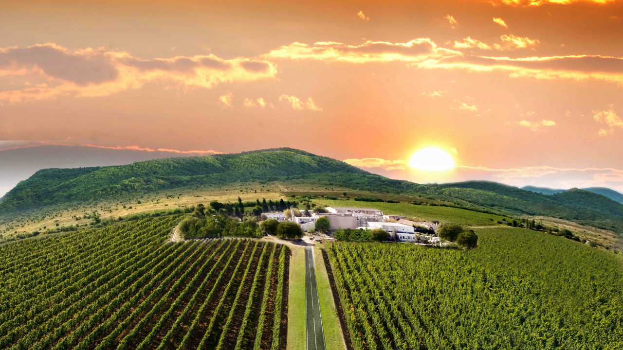 Via Viticola Sarica Niculițel, reinventarea celei mai vechi podgorii din Dobrogea