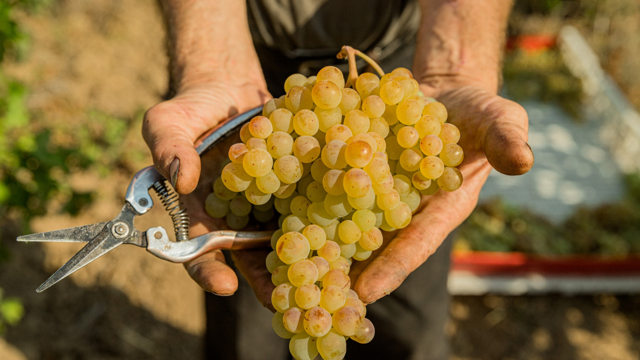 Vinurile săptămânii: luna Decembrie - parada soiurilor Românești