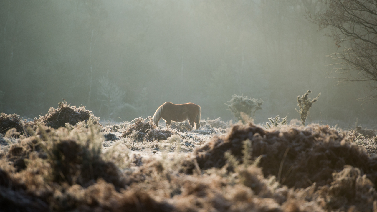 Noua specie din lumea financiară