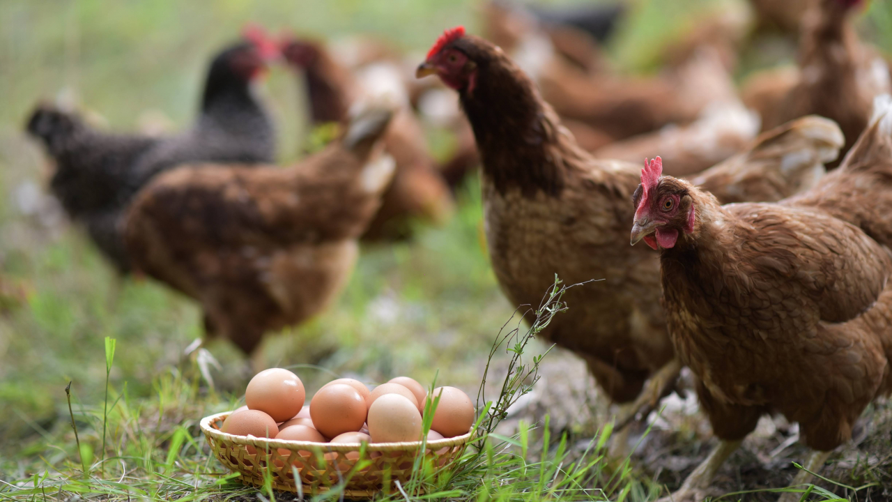 Microferma Ograda Verde, extindere cu livrări din magazinul online în toată țara