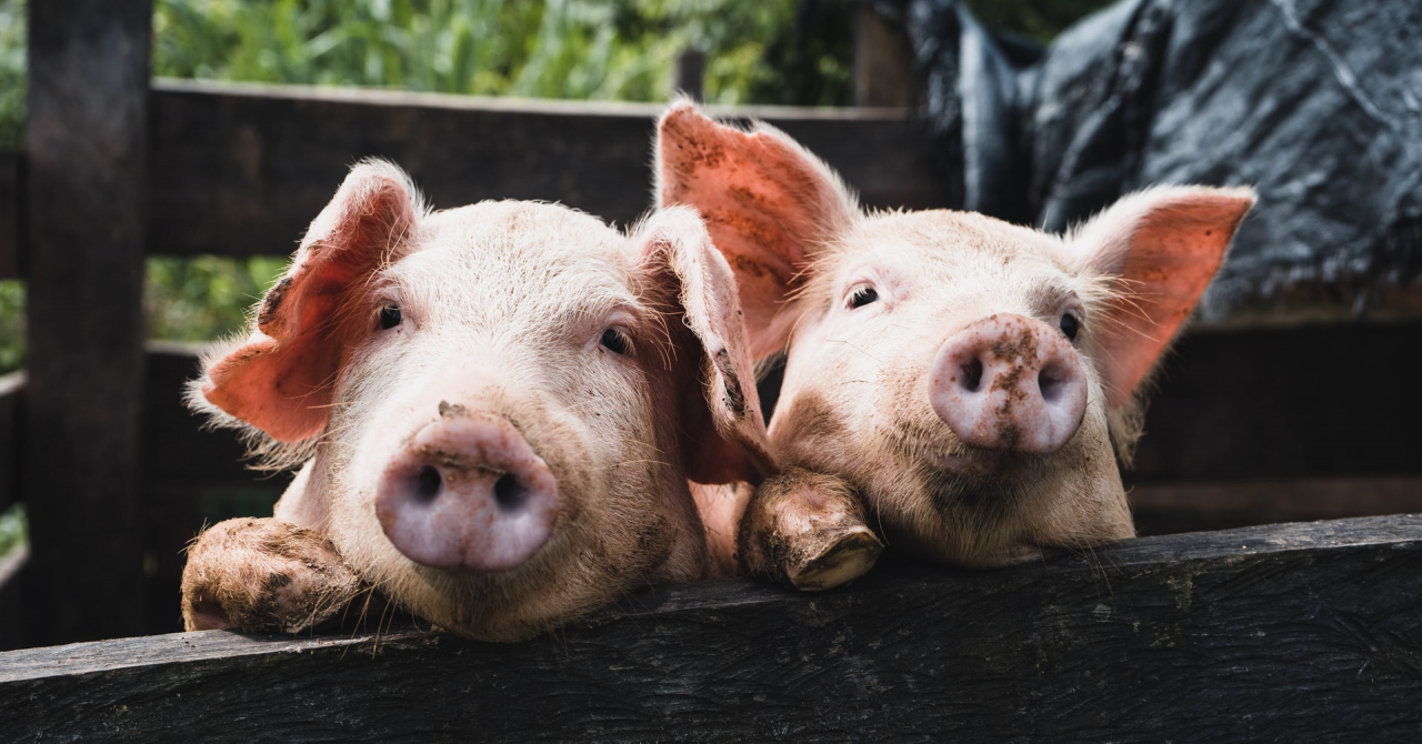Lucruri pe care trebuie să le știi dacă îți deschizi o mini fermă de îngrășat porci