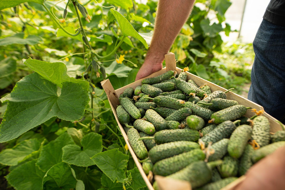 Un antreprenor în Dumbrava minunată din fonduri europene și agricultură