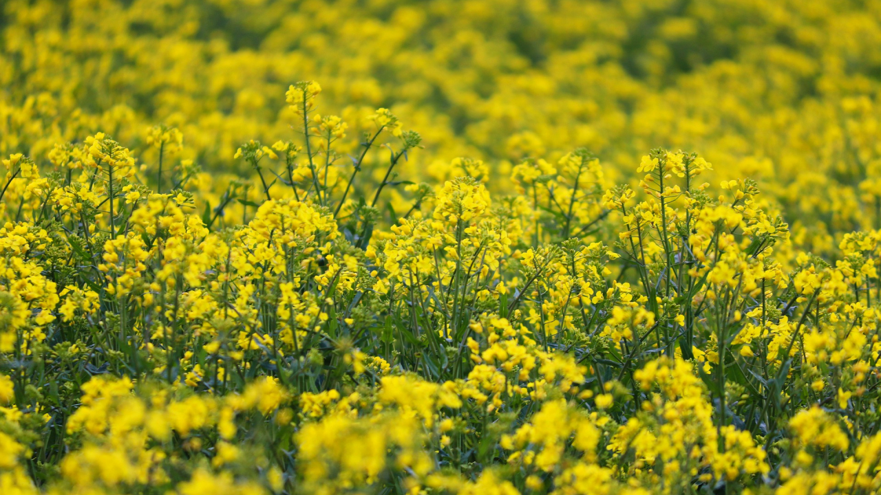 Fond de 22 de milioane de euro pentru investiții în agricultură și tehnologie