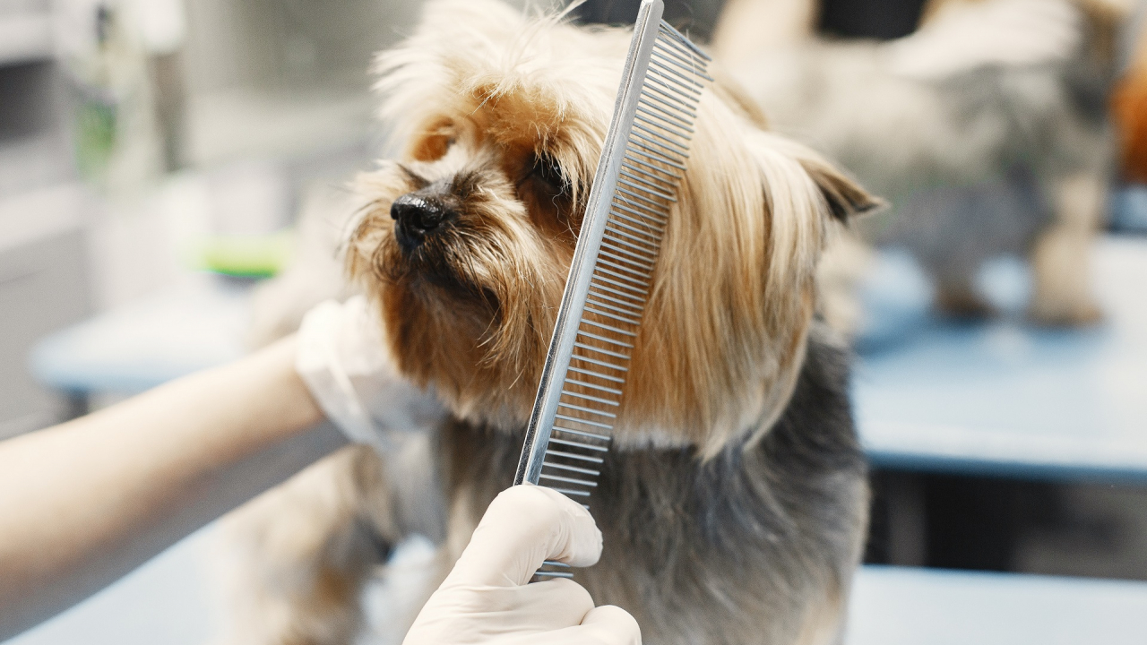 Saloanele de coafură canină, creștere accelerată în pandemie