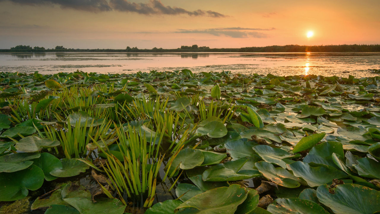 Delta Dunării, explorată în tururi virtuale. Noile opțiuni Google Maps
