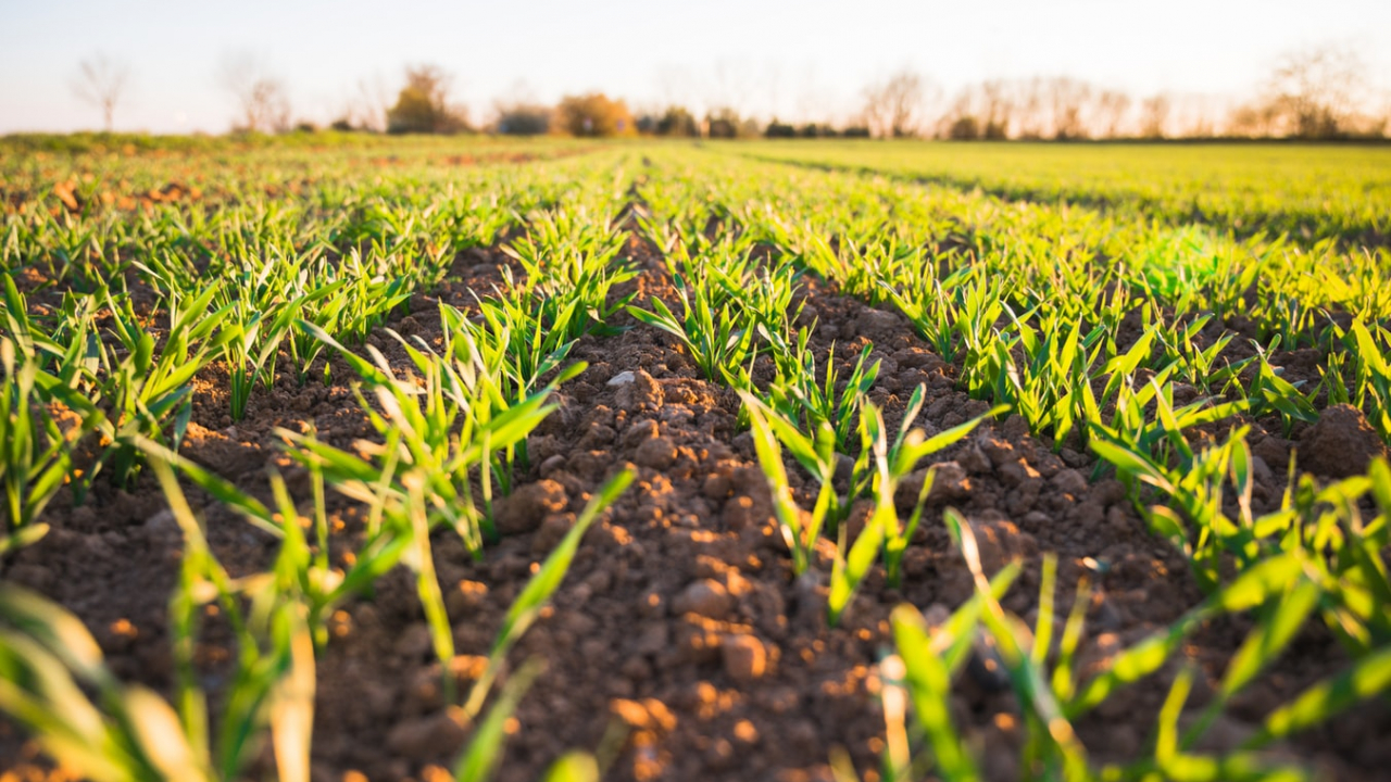 CEC Bank acordă finanțări prin programul Agro IMM Invest