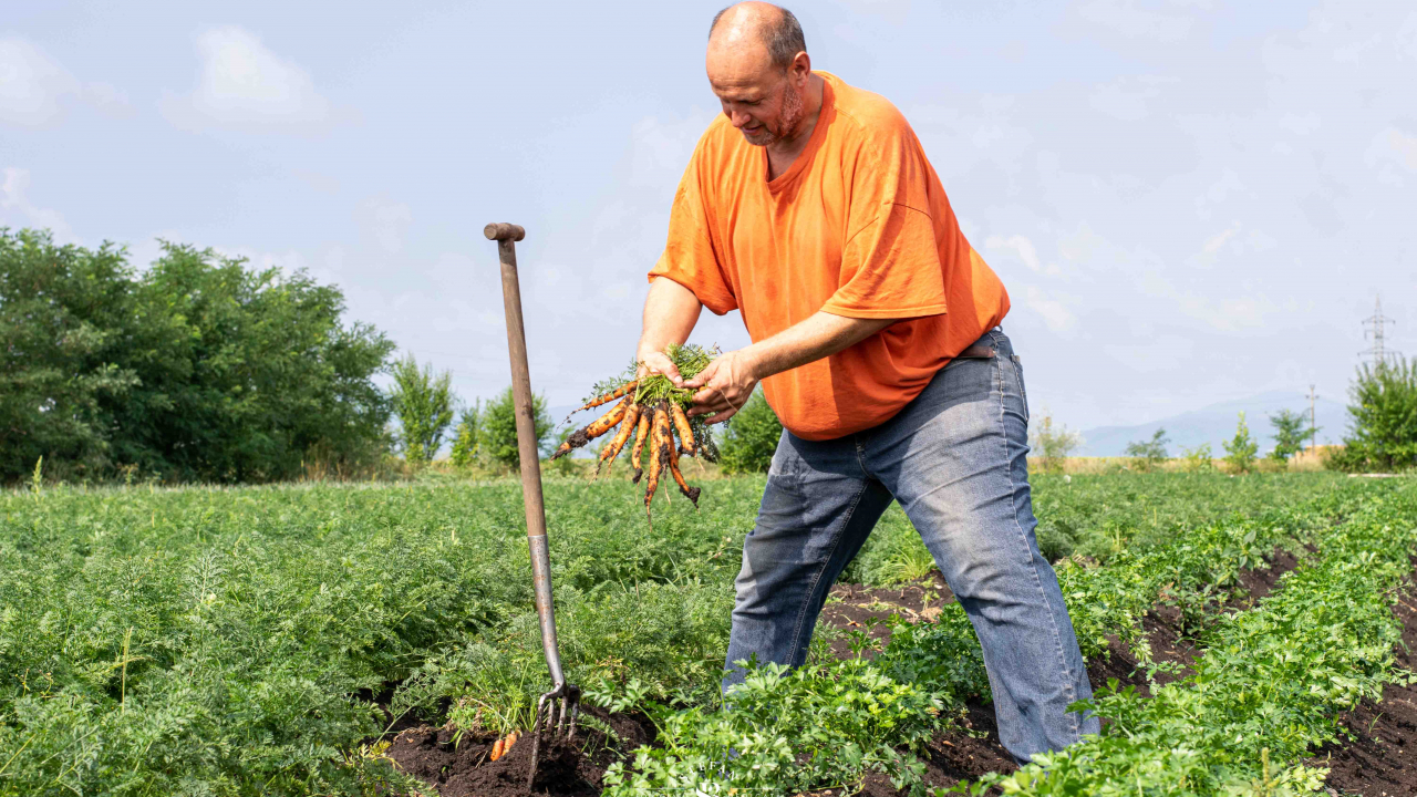 Firmele care colectează și vând produsele agricultorilor români în țară