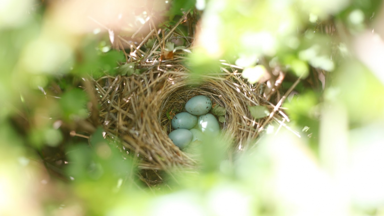 Comunitatea Cuib: program de mentorat pentru femeile din business