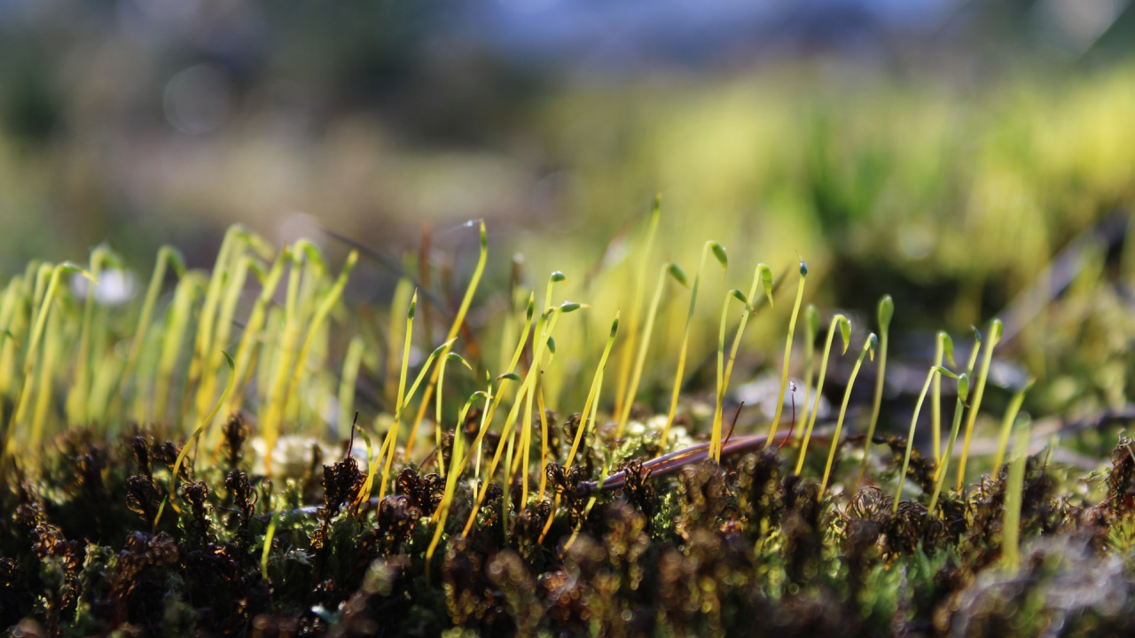 Top Seeds, 249 mil. lei în 2021 din vânzarea de soluții pentru agricultură