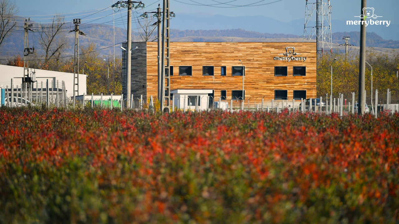 Plantație de afini bio, finanțată cu 10 mil. lei de OTP Bank România