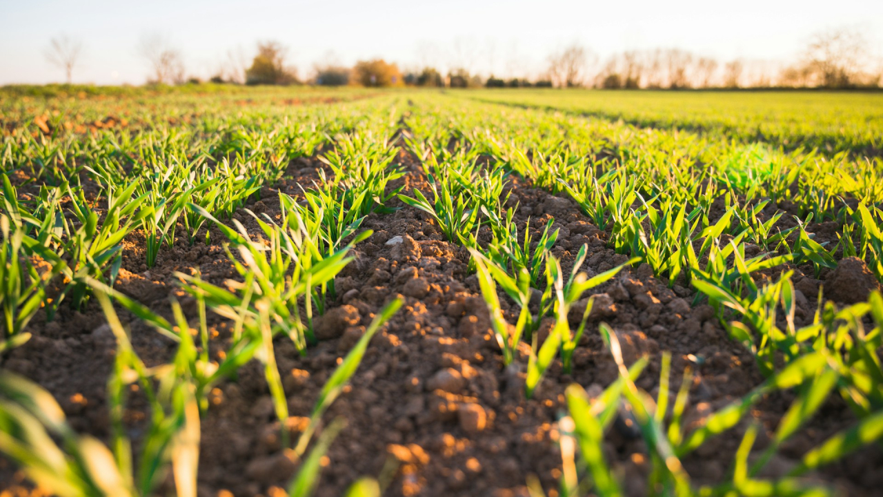 UiPath ajută fermierii români să acceseze fondurile UE mai rapid și mai ieftin