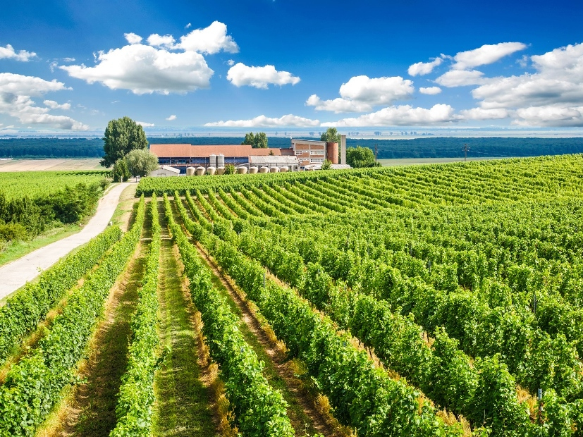 Crama săptămânii: Vinarte. Reinventare Made in Oltenia