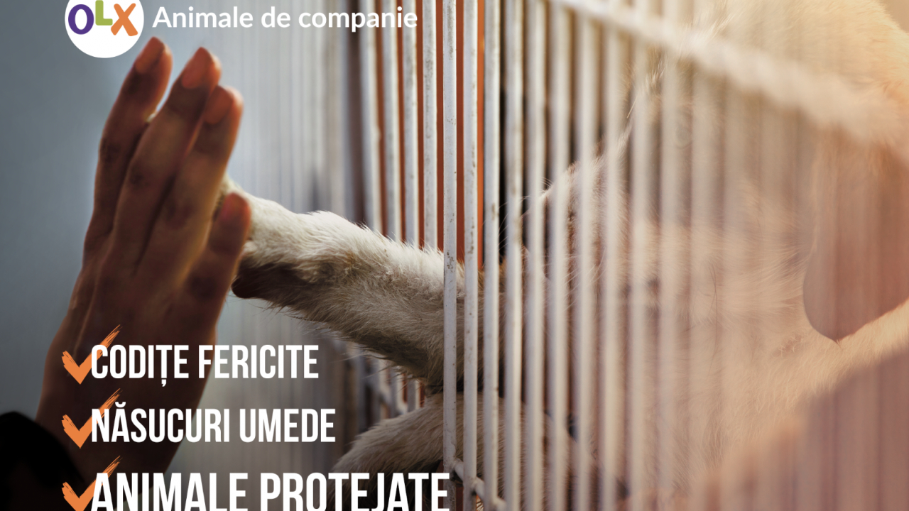 OLX: Acum e 100% legal să comercializezi animale de companie online