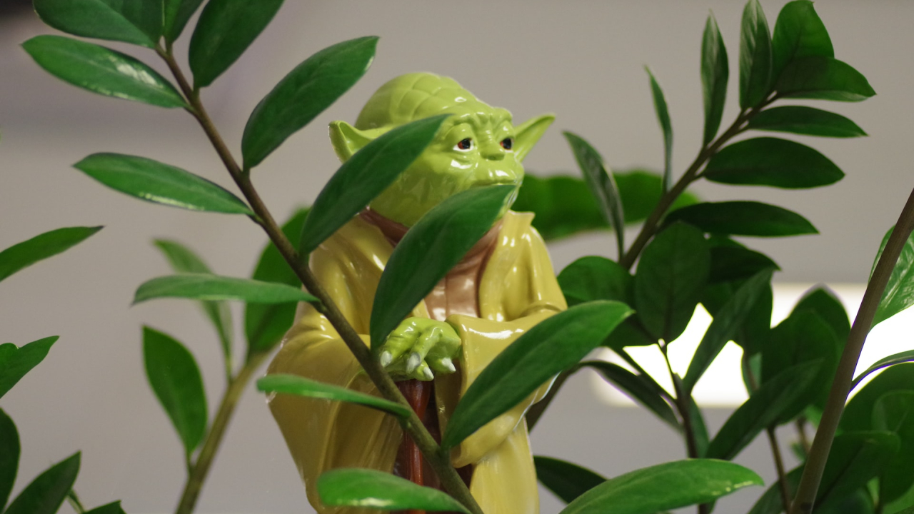 Cum percep tinerii ajutorul mentorilor pentru începerea unui business