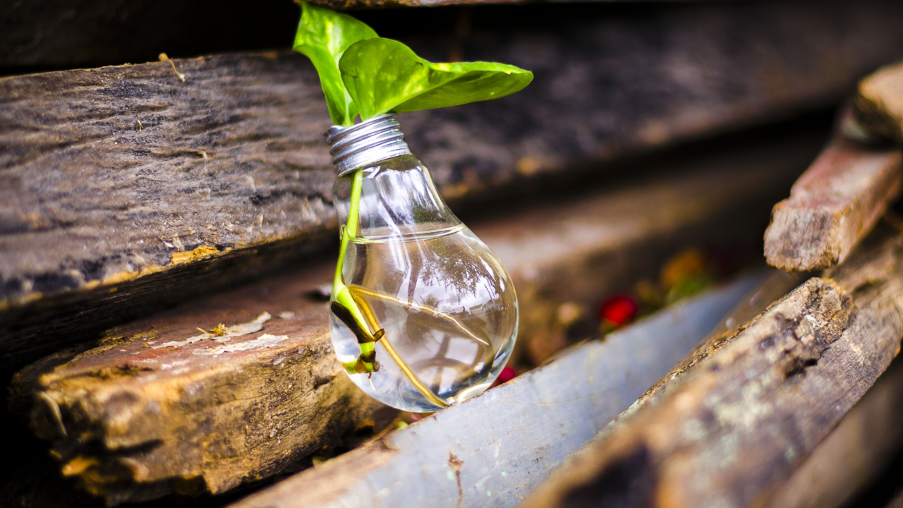 Competiție pentru românii cu idei ”verzi” care vor să salveze mediul