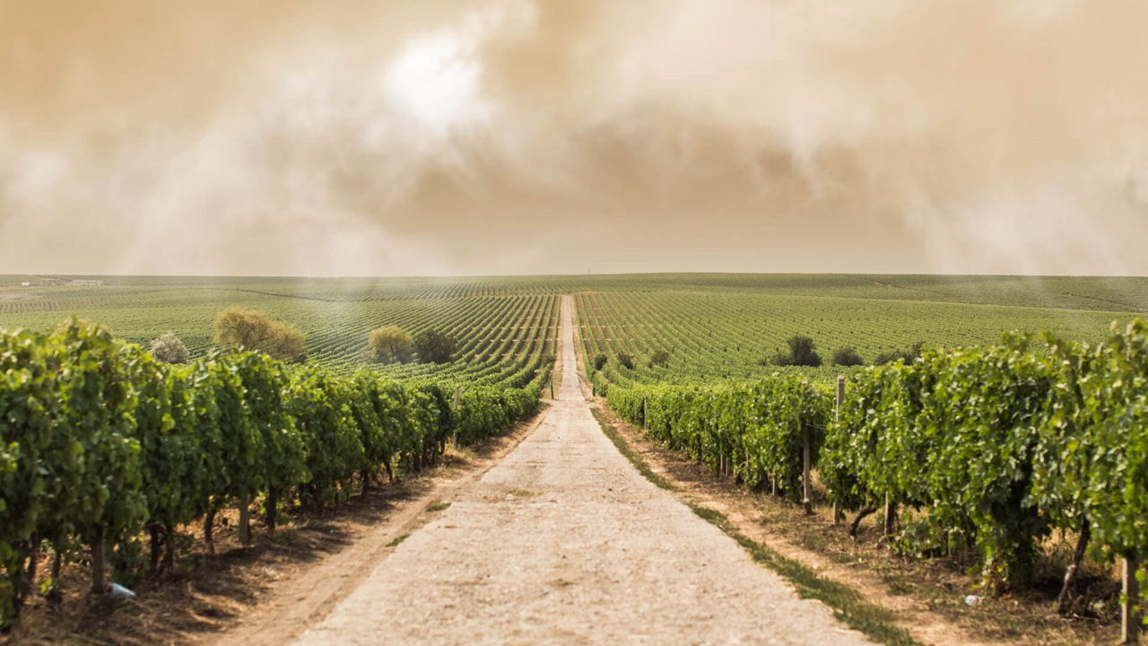 Vinurile săptămânii: Reinventarea Cramelor Cotnari