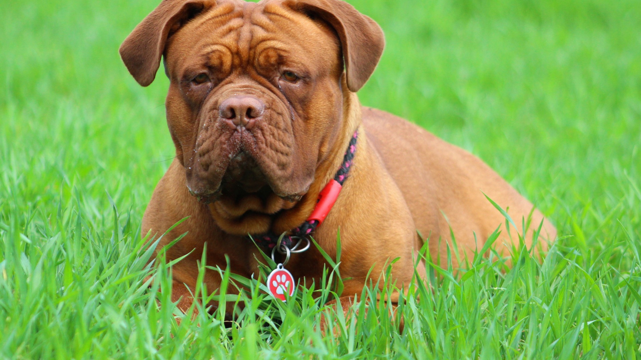 Accelerator Nestle pentru startup-uri tech care oferă servicii pentru animale