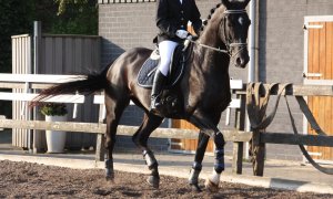 Un consultant olandez ne învață leadership cu ajutorul cailor. Cum trecem de la ”șefi” la ”lideri” participând la Horse Connection