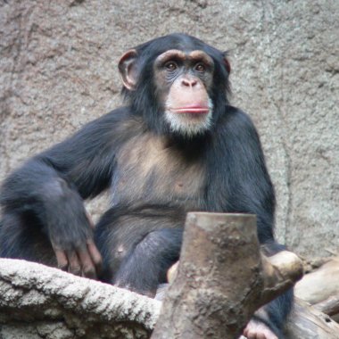 Știrile zilei - 18 noiembrie - Un cimpanzeu încearcă experiența VR