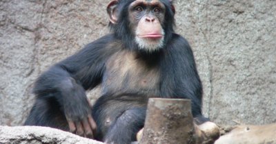 Știrile zilei - 18 noiembrie - Un cimpanzeu încearcă experiența VR
