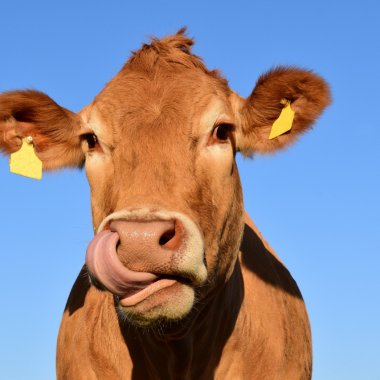 Opt modele de business explicate cu ajutorul unei vaci