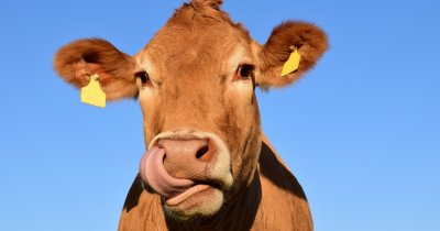 Opt modele de business explicate cu ajutorul unei vaci