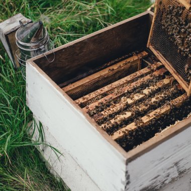 Fondul românesc ROCA, investiție în apicultură