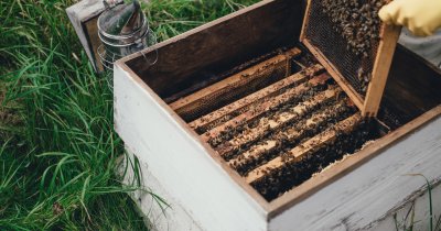 Fondul românesc ROCA, investiție în apicultură