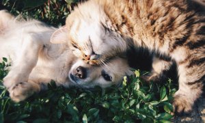 Digitail: românii care sunt prietenii cei mai buni ai veterinarilor