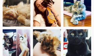 Cum să-ți faci animalul de companie faimos pe Instagram