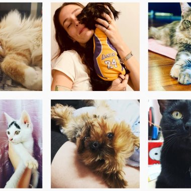Cum să-ți faci animalul de companie faimos pe Instagram