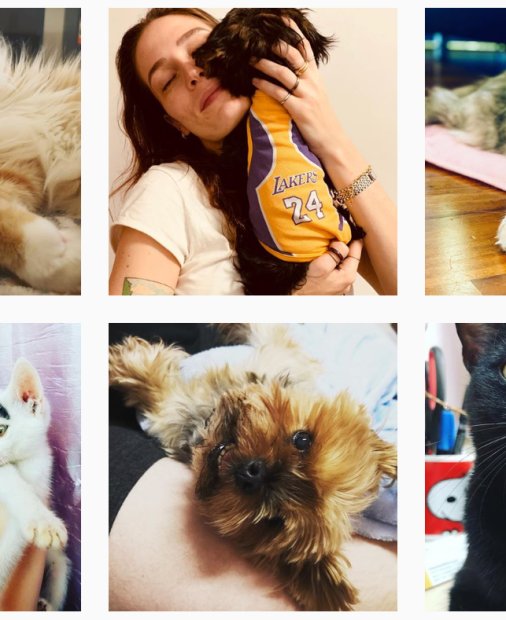 Cum să-ți faci animalul de companie faimos pe Instagram