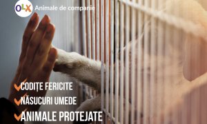 OLX: Acum e 100% legal să comercializezi animale de companie online