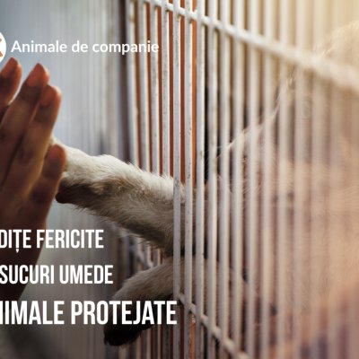 OLX: Acum e 100% legal să comercializezi animale de companie online
