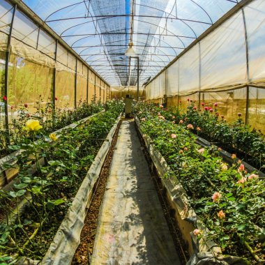 Idei de afaceri agroalimentare: 10.000 de euro pentru antreprenoare din România