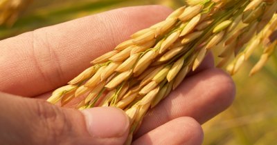 Investește în agricultură: Holde Agri lansează un nou plasament privat