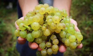 Vinurile săptămânii Sărbătorim toamna cu un pahar de spumant Jidvei