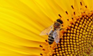 Românii care digitalizează apicultura, Apiary Book, caută investiție pe SeedBlink
