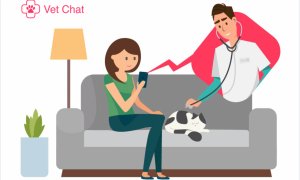 Românii de la Medic Chat lansează o platformă de telemedicină veterinară