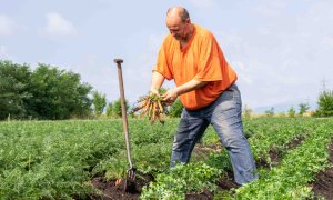 Firmele care colectează și vând produsele agricultorilor români în țară