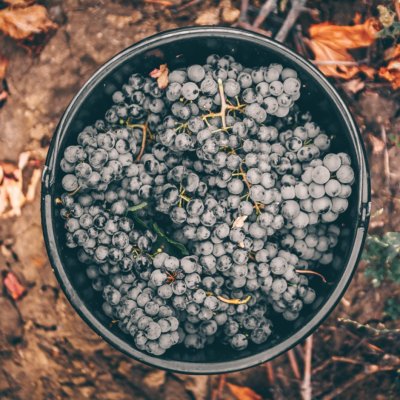 Ziua Națională a Vinului Românesc și Parada Soiurilor de struguri autohtone