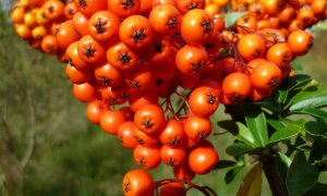 Cătina, o afacere de sute de mii de euro