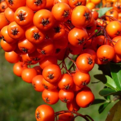 Cătina, o afacere de sute de mii de euro