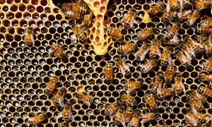 „Bzzzzzzz”, Apiary Book, românii care digitalizează apicultura în toată lumea