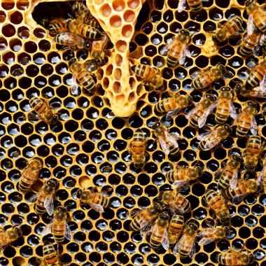 „Bzzzzzzz”, Apiary Book, românii care digitalizează apicultura în toată lumea